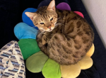 Kiki - Bengal Cat For Sale - San Diego&comma; CA&comma; US