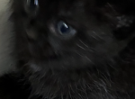 Baby - Scottish Fold Kitten For Sale - 