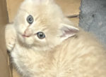 Cream - Scottish Fold Kitten For Sale - 