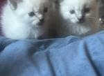 Ragamese - Siamese Kitten For Sale - Gardnerville&comma; NV&comma; US