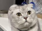 Moonie - Scottish Fold Cat For Adoption - Livingston&comma; NJ&comma; US