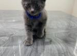 Jacob - Domestic Kitten For Sale - 