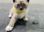 Luke - Domestic Kitten For Sale - 