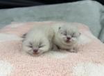 Exotic Shorthair Kittens - Exotic Kitten For Sale - 