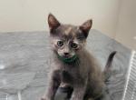 AJ - Domestic Kitten For Sale - Mesa&comma; AZ&comma; US