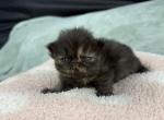 Cozette - Exotic Kitten For Sale - 