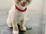 Princess - Domestic Kitten For Sale - 