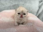 Marcel - Exotic Kitten For Sale - Delavan&comma; WI&comma; US