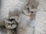 Piglet - British Shorthair Kitten For Sale - Pearland&comma; TX&comma; US