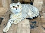 Belle - Scottish Fold Kitten For Sale - Newport&comma; ME&comma; US