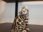Male Bengal kitten - Bengal Kitten For Sale - Valparaiso&comma; IN&comma; US