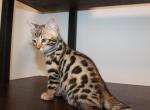 Male Bengal kitten - Bengal Kitten For Sale - Valparaiso&comma; IN&comma; US