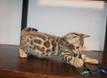Pick male - Bengal Kitten For Sale - Valparaiso&comma; IN&comma; US
