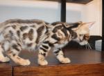 Ace - Bengal Kitten For Sale - Valparaiso&comma; IN&comma; US
