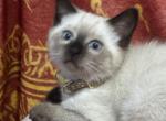 Sarah - Siamese Kitten For Sale - 