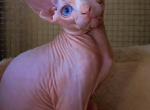 Honey - Sphynx Kitten For Sale - 
