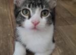 Throgmorten - Snowshoe Kitten For Sale - Ocean Shores&comma; WA&comma; US
