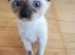 Willa - Ragdoll Kitten For Sale - Ocean Shores&comma; WA&comma; US