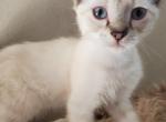 Arthur - Ragdoll Kitten For Sale - Ocean Shores&comma; WA&comma; US