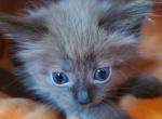 Graham - Ragdoll Kitten For Sale - Ocean Shores&comma; WA&comma; US