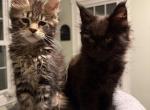 Mystic Rhodes - Maine Coon Kitten For Sale - RI&comma; US