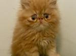 Marlea - Persian Kitten For Sale - Warminster&comma; PA&comma; US