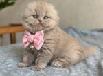 Lava - Scottish Fold Kitten For Sale - Miami&comma; FL&comma; US