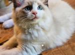 Ros&eacute; - Ragdoll Kitten For Sale - Farmville&comma; VA&comma; US