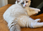 Ros&eacute; - Ragdoll Kitten For Sale - Farmville&comma; VA&comma; US