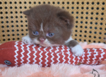 Freddy - British Shorthair Kitten For Sale - TN&comma; US