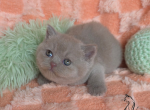 Fluffy - British Shorthair Kitten For Sale - TN&comma; US