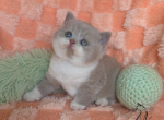 Felix - British Shorthair Kitten For Sale - TN&comma; US