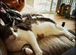 Nobu - Domestic Cat For Adoption - Fredericksburg&comma; VA&comma; US