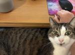 Nobu - Domestic Cat For Adoption - Fredericksburg&comma; VA&comma; US
