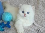 Emilia - British Shorthair Kitten For Sale - TN&comma; US