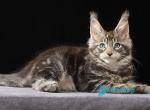 Yantar - Maine Coon Kitten For Sale - Miami&comma; FL&comma; US