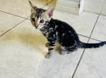 May Kitties - Bengal Kitten For Sale - Melbourne&comma; FL&comma; US