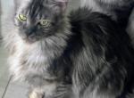 Velvet - Maine Coon Cat For Sale - Riverview&comma; FL&comma; US