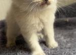 Blue point - Ragdoll Kitten For Sale - Barberton&comma; OH&comma; US