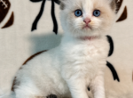 Princess - Ragdoll Kitten For Sale - Ocala&comma; FL&comma; US