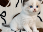 Mario - Ragdoll Kitten For Sale - Ocala&comma; FL&comma; US
