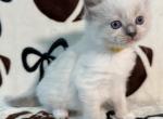 Milo - Ragdoll Kitten For Sale - Ocala&comma; FL&comma; US