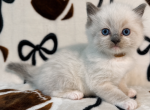 Bear - Ragdoll Kitten For Sale - Ocala&comma; FL&comma; US