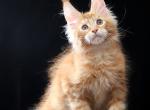 Vivaldi - Maine Coon Kitten For Sale - Miami&comma; FL&comma; US