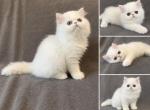 Leo - Persian Kitten For Sale - Delavan&comma; WI&comma; US
