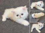Milo - Persian Kitten For Sale - 