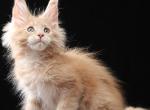 Valencio - Maine Coon Kitten For Sale - Miami&comma; FL&comma; US