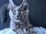 Lux Legend - Maine Coon Kitten For Sale - Miami&comma; FL&comma; US