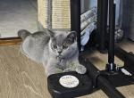 Nova - Scottish Straight Kitten For Sale - New York&comma; NY&comma; US
