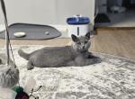 Penny - Scottish Straight Kitten For Sale - New York&comma; NY&comma; US